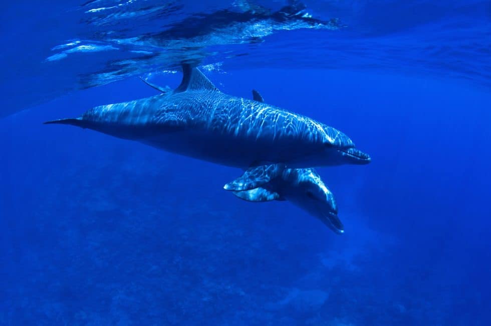 Advice for Aspiring Sailors Visiting Aruba
